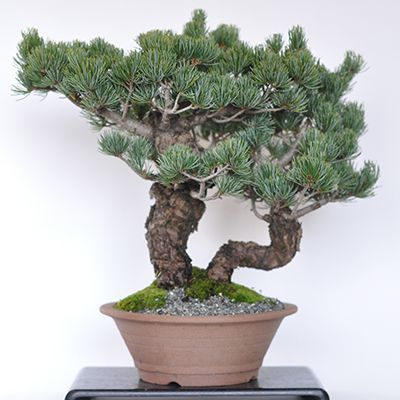【送料無料】五葉松　双竜【盆栽 ミニ盆栽 bonsai ボンサイ ぼんさい 中品 双幹 引越し祝昇進退職贈り物プレゼント】