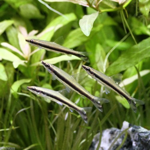 （熱帯魚）ワンライン・ペンシル（８匹）　北海道・九州航空便要保温　ＣＲＣ13―20―10―45―00