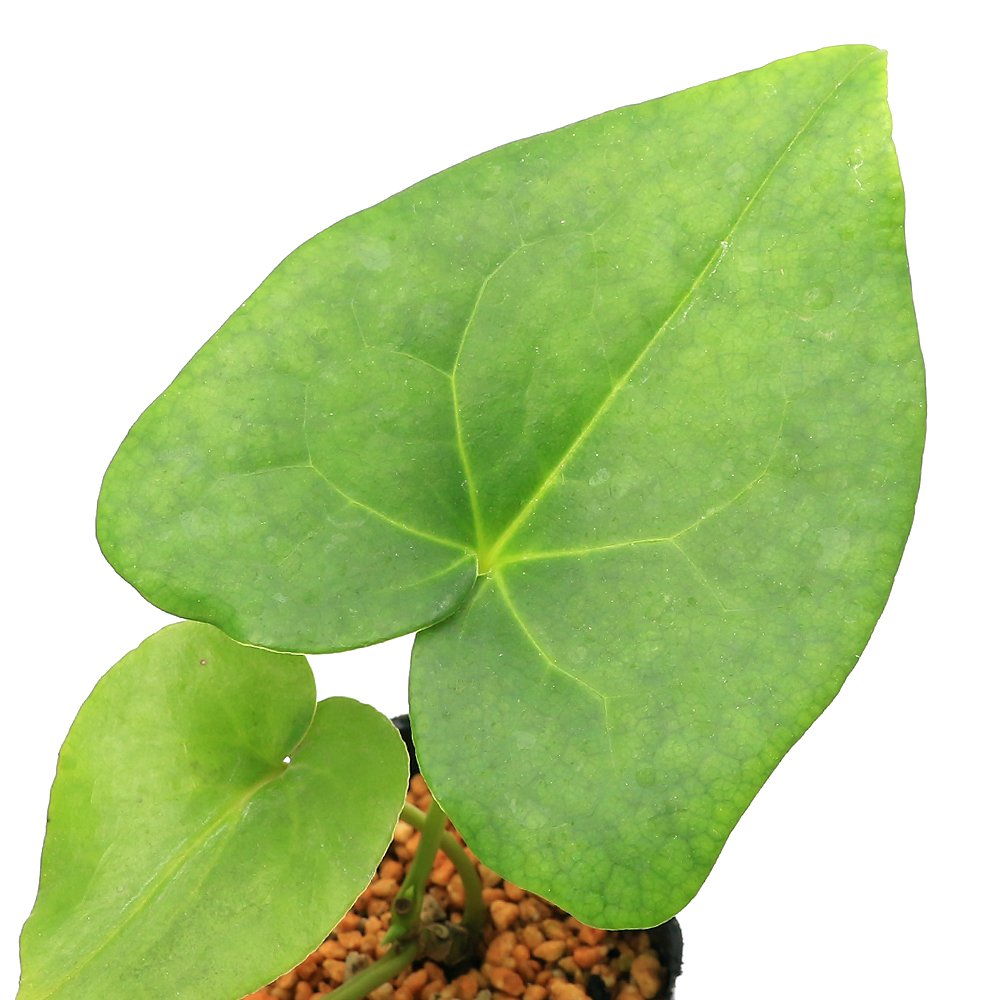 （山野草）カンアオイ（寒葵）オニカンアオイ（鬼寒葵）　青軸準素心　３号（１ポット）　ＣＲＣ15―35―40―00―00