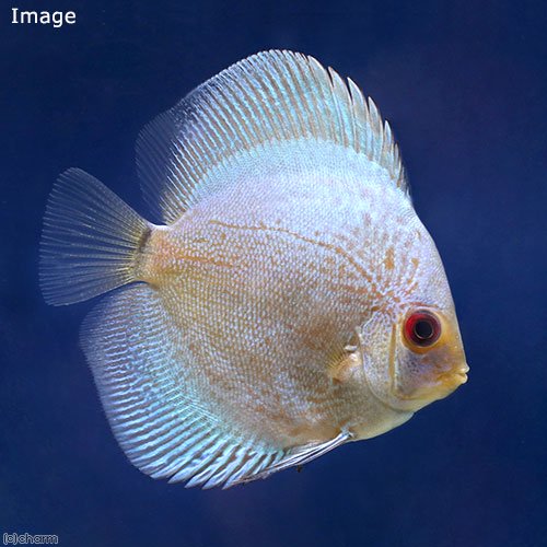 （熱帯魚）フルカラーブルースコーピオン・ディスカス（Ｓサイズ）（１匹）　北海道・九州航空便要保温　ＣＲＣ13―31―10―00―00