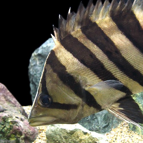 ダトニオ 熱帯魚 熱帯魚）ダトニオプラスワン Lサイズ（約20ー30cm）（1匹