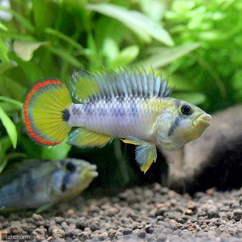 （熱帯魚）アピストグラマｓｐ．Ｉｎｋａ－５０（１ペア）　北海道・九州航空便要保温　ＣＲＣ13―28―16―00―00