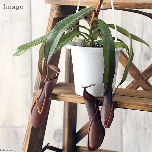 （食虫植物）ウツボカズラ　ネペンテス　レベッカ　吊り鉢タイプ　５号（１鉢）　ＣＲＣ15―40―05―00―00