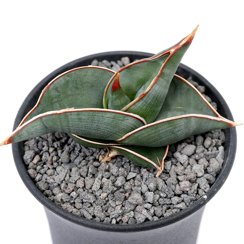 （多肉植物）サンスベリア　ロリダ　３ー３．５号（１鉢）　ＣＲＣ15―30―20―24―00 6,293円