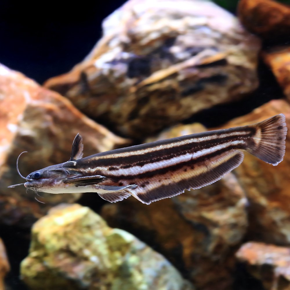 （熱帯魚）ストライプウッドキャット（１匹）　北海道・九州航空便要保温　ＣＲＣ13―46―00―00―00