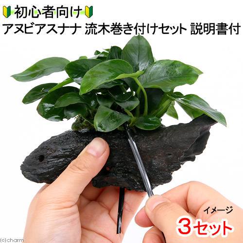 （水草）初心者向け　アヌビアスナナ　流木巻き付けセット（水上葉）　説明書付（３セット）　本州四国限定　ＣＲＣ12―60―10―10―00
