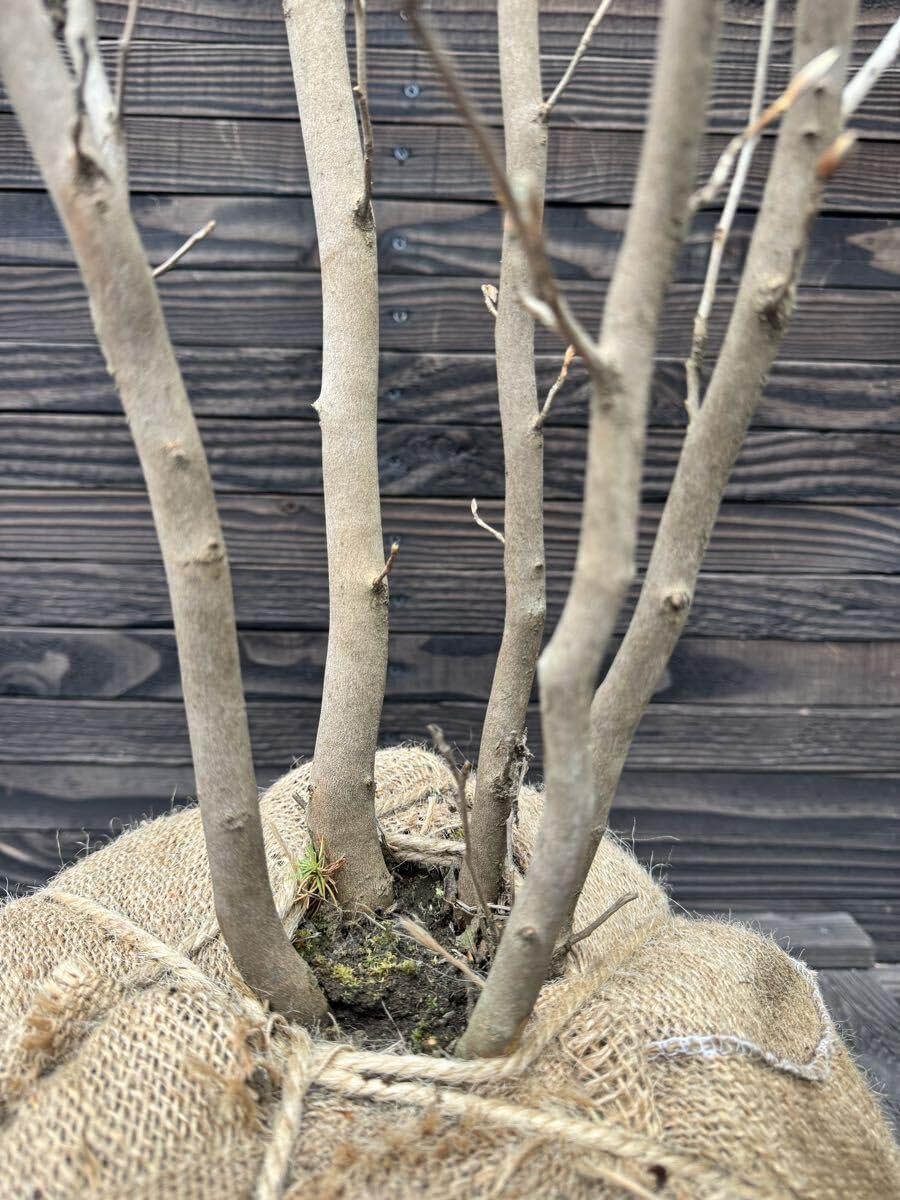 シャラノキ 株立ち 良形株 管理70906