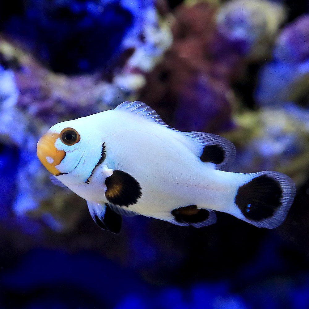 （海水魚）プラチナクラウン　ブラックタイプ（ブリード）（１匹）　北海道・九州航空便要保温　ＣＲＣ26―30―16―20―00
