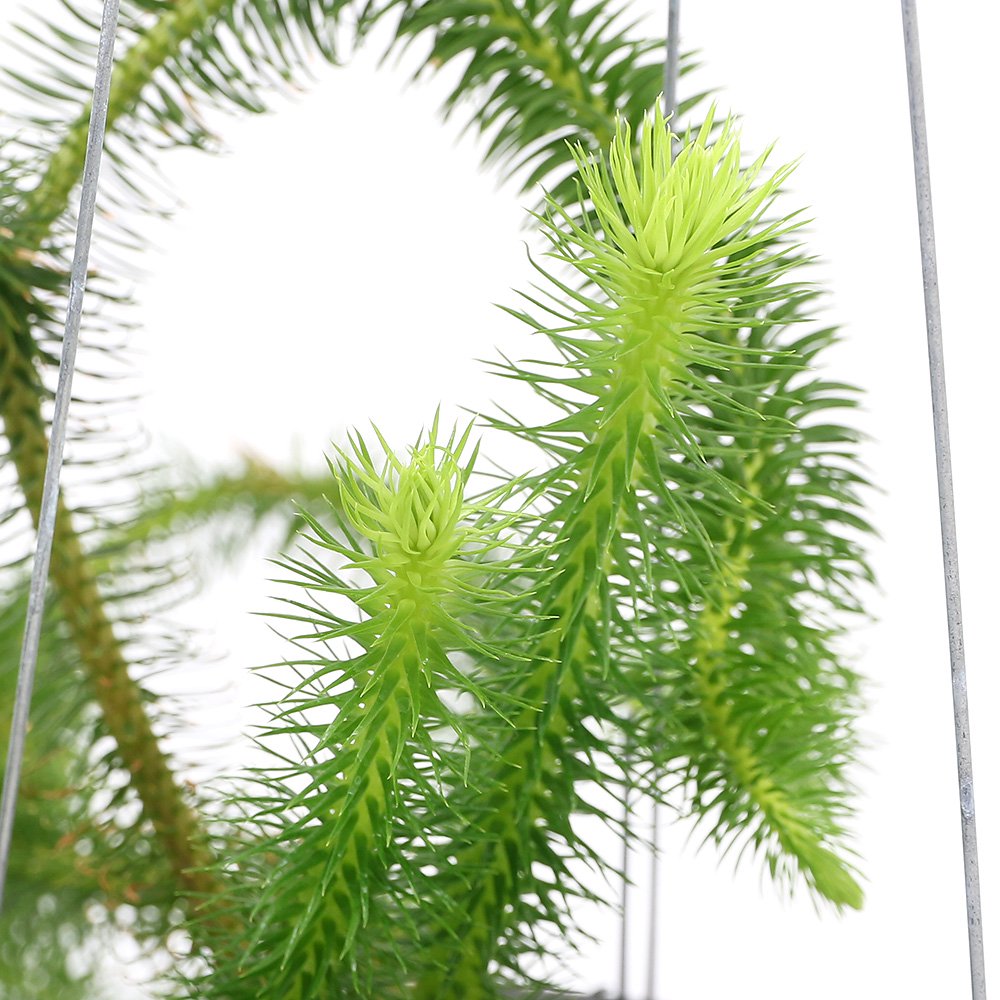 （観葉植物）シダ　リコポディウム　フペルジア　スクアローサ　吊り鉢タイプ　５号（１鉢）　ＣＲＣ15―30―10―20―00
