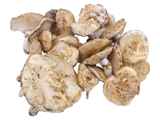 カナダ/北米産 =松茸= 約1kg 開き 大きさおまかせ 予約 9月中下旬以降