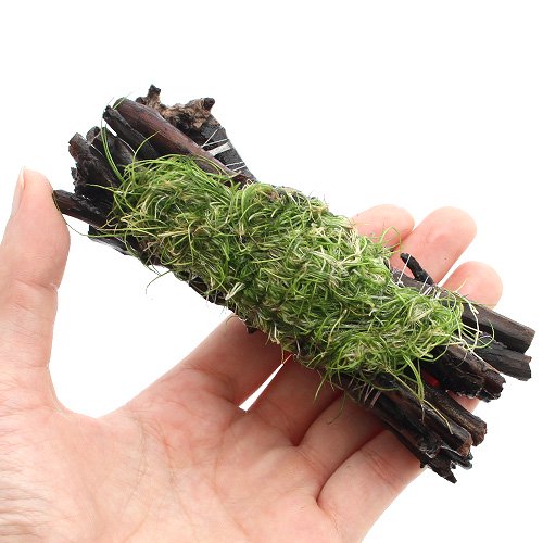 （水草）巻きたて　ヘアーグラスショート　エビ長屋（水上葉）（無農薬）（３個）ー水辺工房ー　ＣＲＣ12―30―42―00―00