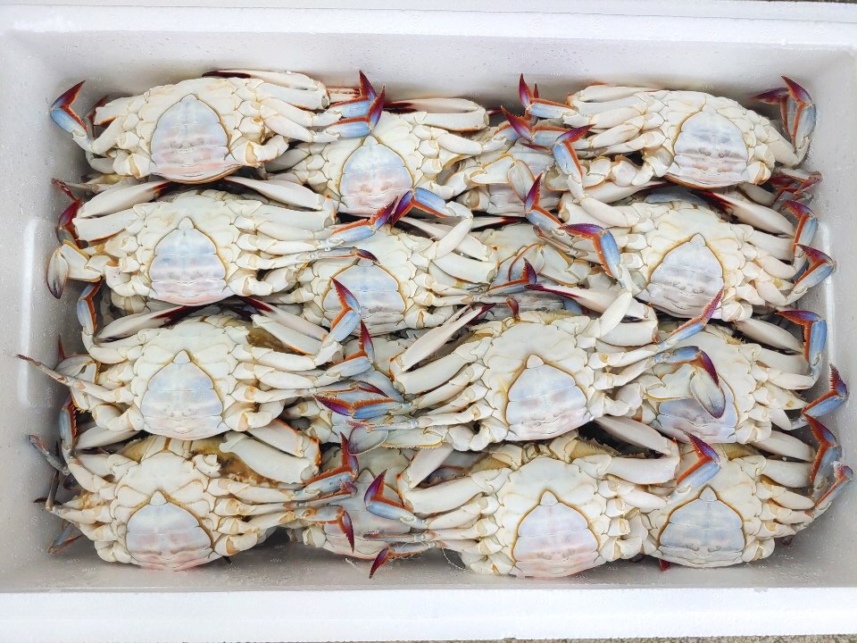 韓国産　メス　ワタリガニ　10ｋｇ（一杯250ｇから370ｇ）　約27匹から30匹　メス　100％卵入りカンジャンケジャン用ワタリガニ