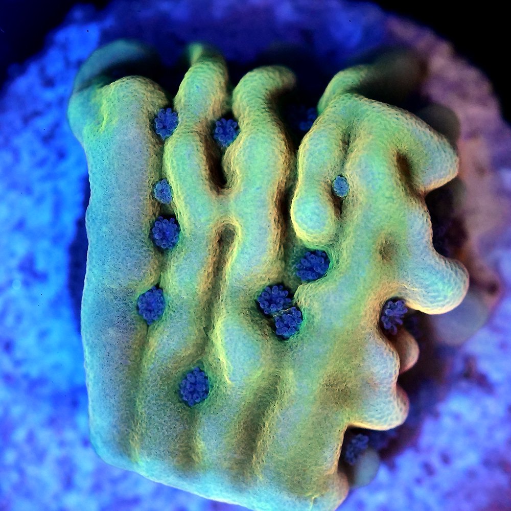 （サンゴ）フラグサンゴ　コモンサンゴｓｐ．クンパオ　Ｍサイズポリカプラグ付き（１個）ｗｈ-７４　北海道・九州航空便要保温　ＣＲＣ26―50―80―00―00