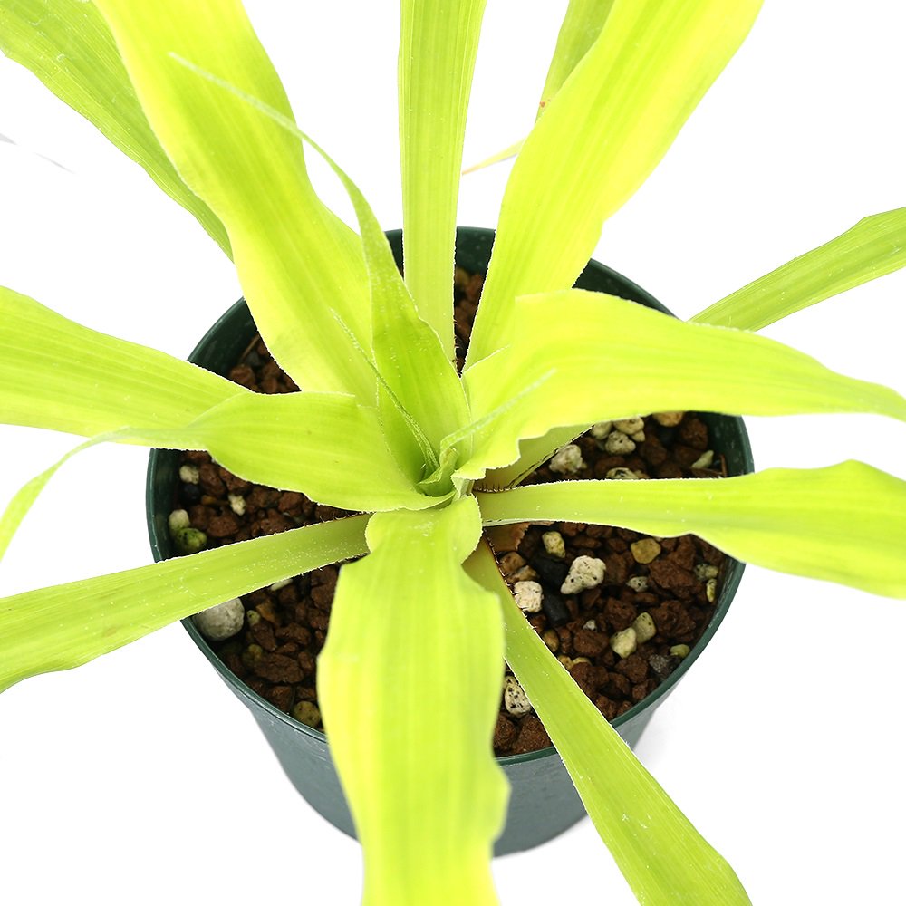 （観葉植物）ピトカイルニア　オーキディフォリア（１株）ブロメリア　ＣＲＣ17―80―40―00―00