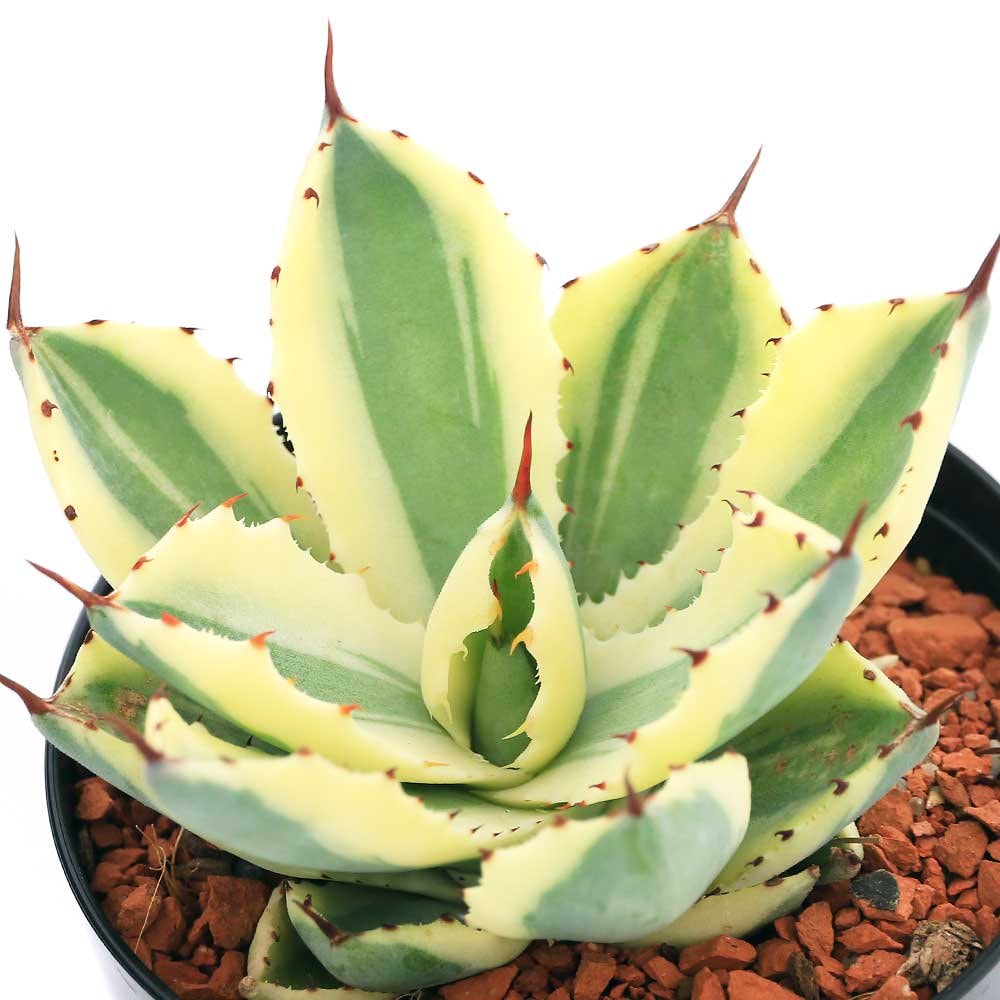 （多肉植物）アガベ　スーパークラウン　３号（１鉢）　ＣＲＣ15―60―20―00―00
