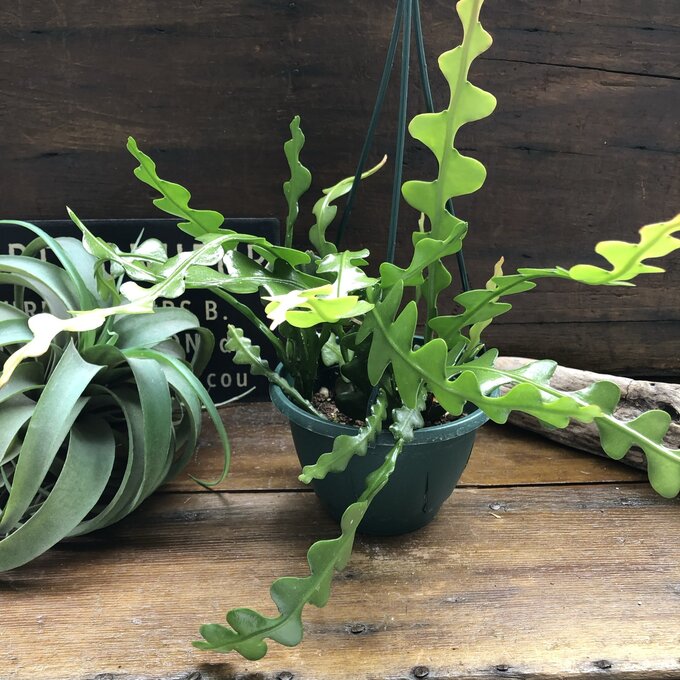 ジグザグサボテン 吊り下げ希少 エビフィラム アングリガー フィッシュボーン