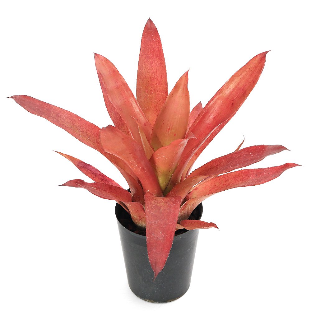 （観葉植物）カニストラム　コレリア―アラウジョイ　３号（１株）タンクブロメリア　ＣＲＣ15―30―20―22―00