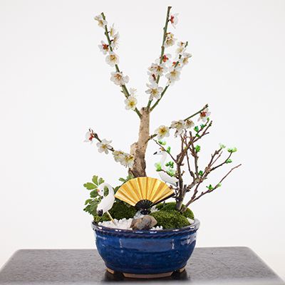 梅づくし 寄せ植え 4号【盆栽 ミニ盆栽 鉢植】
