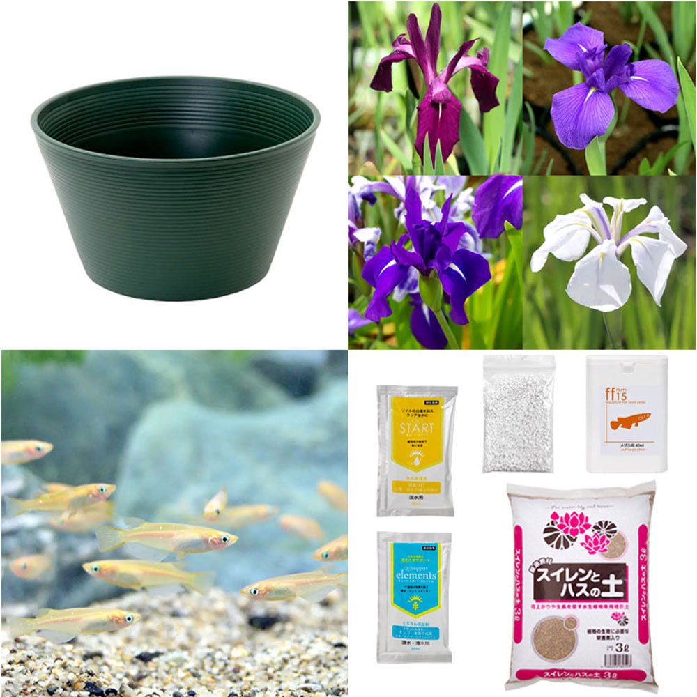 （ビオトープ）初心者向け　睡蓮鉢で育てる　メダカ飼育セット（グリーン）カキツバタ＋ひめだか６匹　本州四国限定　飼育セット　レイアウト　メダカセット　ＣＲＣ15―10―39―00―00
