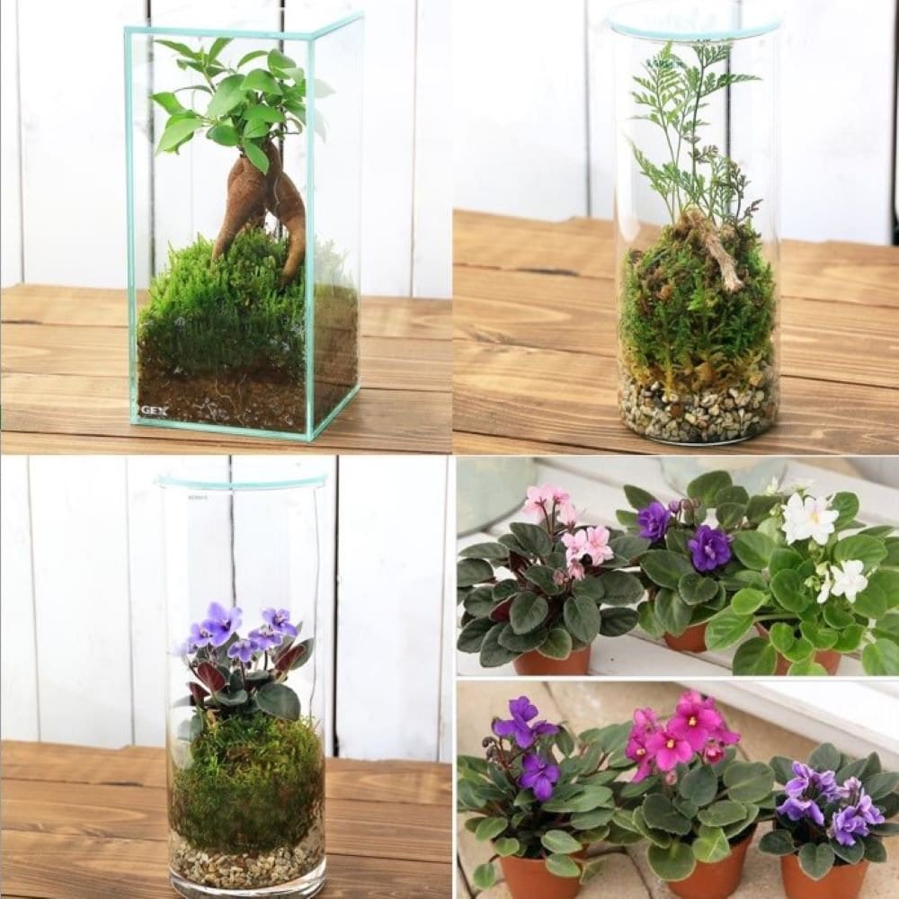 （観葉植物）お家で簡単に自然が楽しめる！　苔テラリウム　３種類セット（１セット）　ＣＲＣ15―20―25―60―00