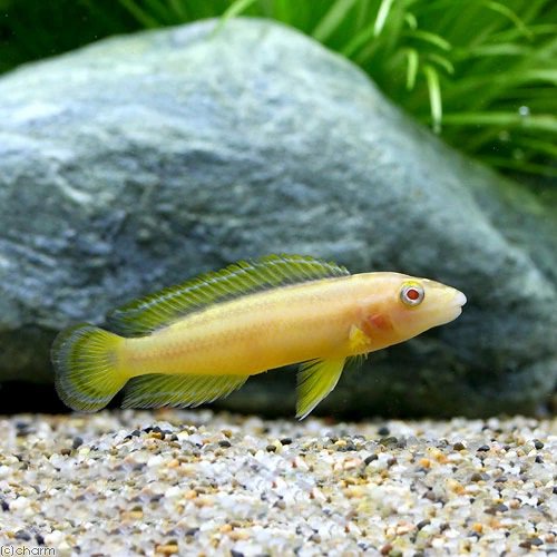 （熱帯魚）ジュリドクロミス・オルナータス　アルビノ（１匹）　北海道・九州航空便要保温　ＣＲＣ13―28―46―00―00