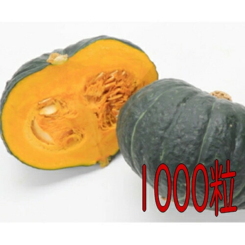 カネコ種苗　くじゅうくりＥＸ南瓜　１０００粒