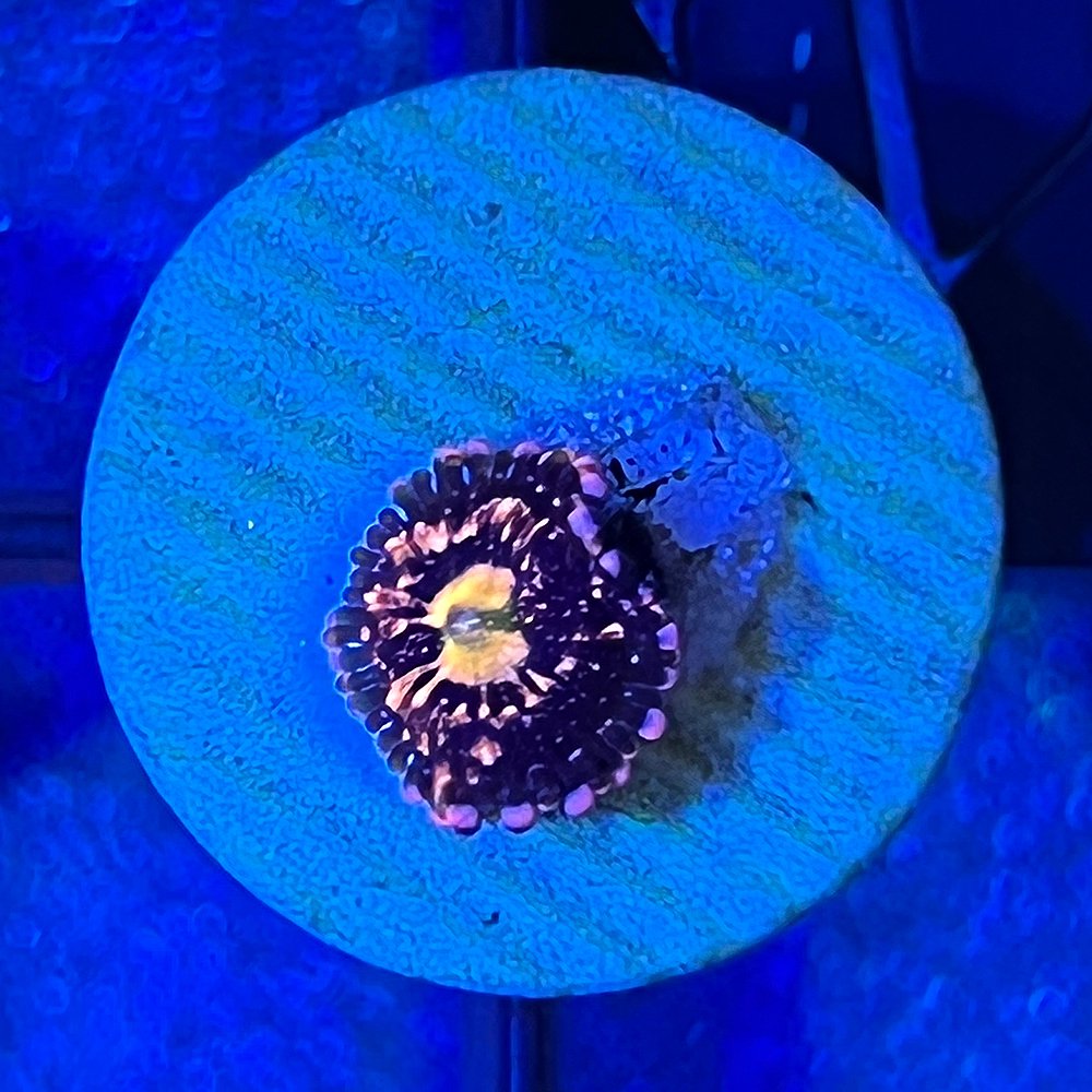 （サンゴ）マメスナギンチャク　エイリアンエクスプロージョン　プラグ付き（１個）　ｙ－６２　ＣＲＣ26―50―50―70―00