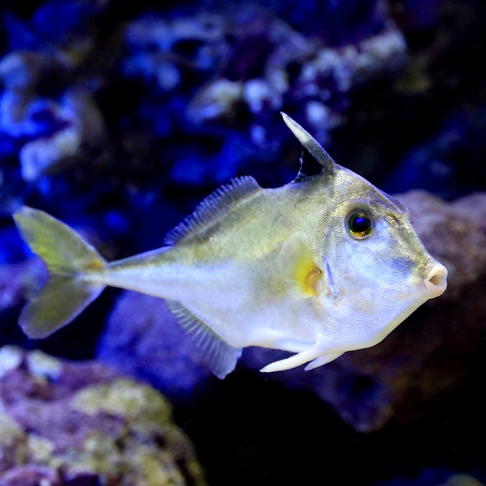 （海水魚）ギマ（１匹）　ＣＲＣ26―30―42―50―00
