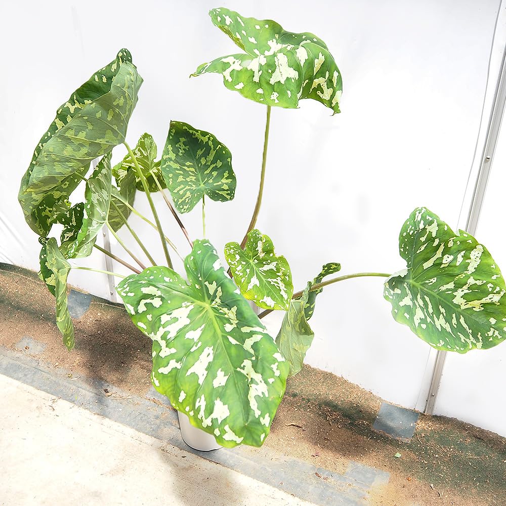 ＩＴＡＮＳＥ アロカシア(カラジウム) ヒロビューティー 7号 1個売り【品種で選べる観葉植物】学名：Caladium praetermissum Hilo Beauty /サトイモ科 非耐寒性球根