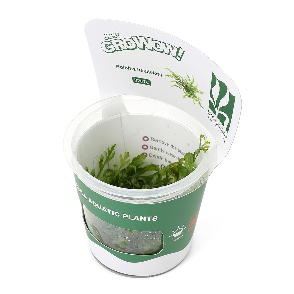 （水草）組織培養ＧＲＯＷＯＷ！　ボルビティス　ヒュディロティ（無農薬）（１カップ）　ＣＲＣ12―50―60―00―00