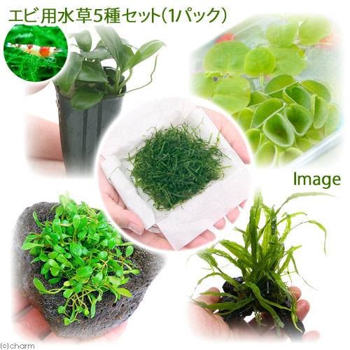 （水草）エビ用水草５種セット（水中葉）（無農薬）（１セット）　北海道航空便要保温　ＣＲＣ12―23―70―00―00