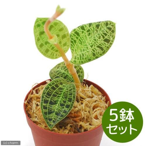 （観葉植物）マコデス　ぺトラ　２号（５鉢）　ジュエルオーキッド　ＣＲＣ12―88―30―00―00