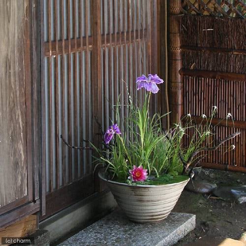 睡蓮鉢　国産　手作り睡蓮鉢　益子焼　彩（ＳＡＩ）　渦潮　信楽　直径約５０ｃｍ　ＣＲＣ10―11―60―30―00