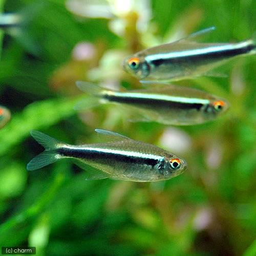 （熱帯魚）ブラック・ネオン（５０匹）　北海道・九州航空便要保温　ＣＲＣ13―20―10―15―00