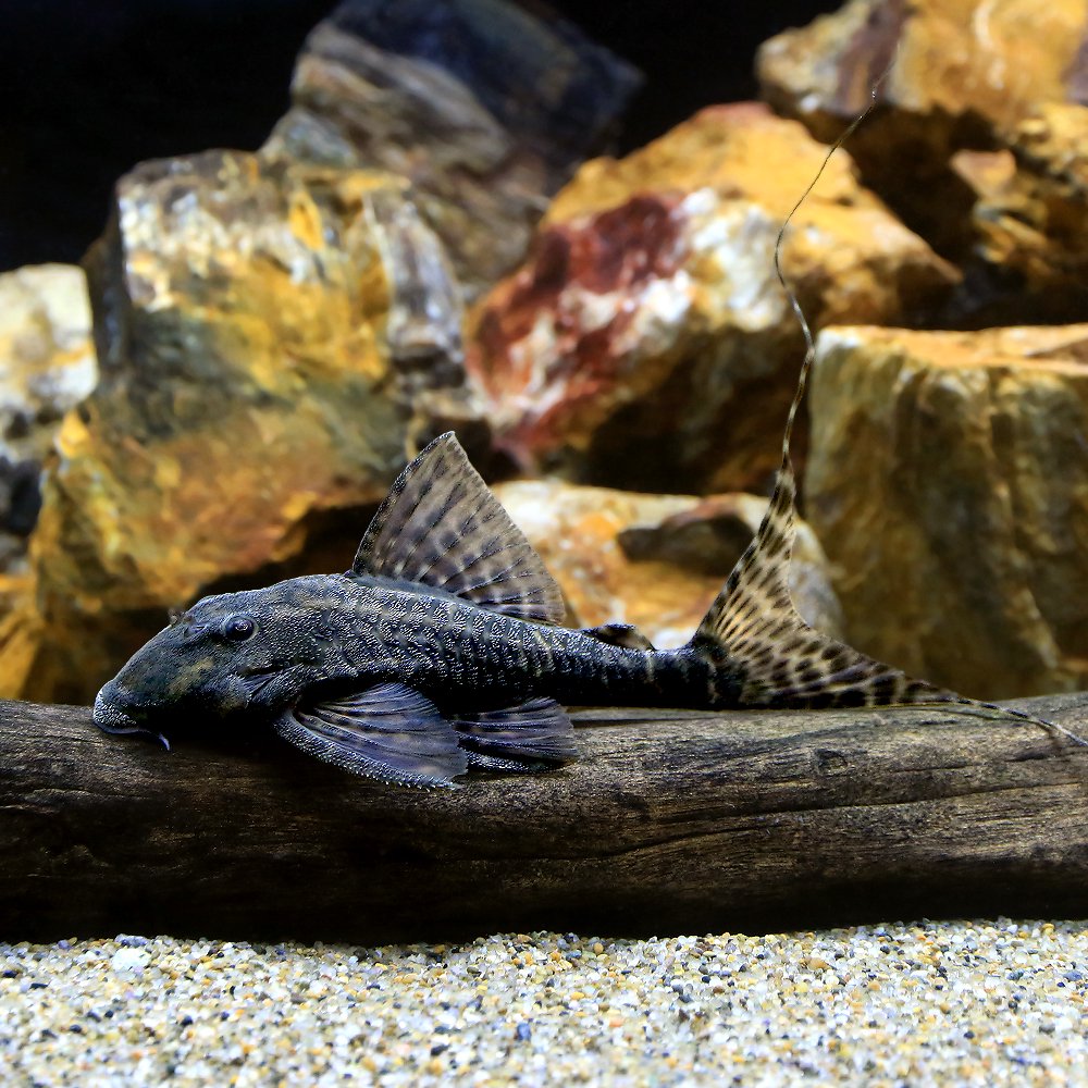 （熱帯魚）マーブルフォークテール・アカリエスピーニョ　Ｌサイズ（約１１ー１５ｃｍ）（ワイルド）（１匹）　北海道・九州航空便要保温　ＣＲＣ13―44―30―00―00