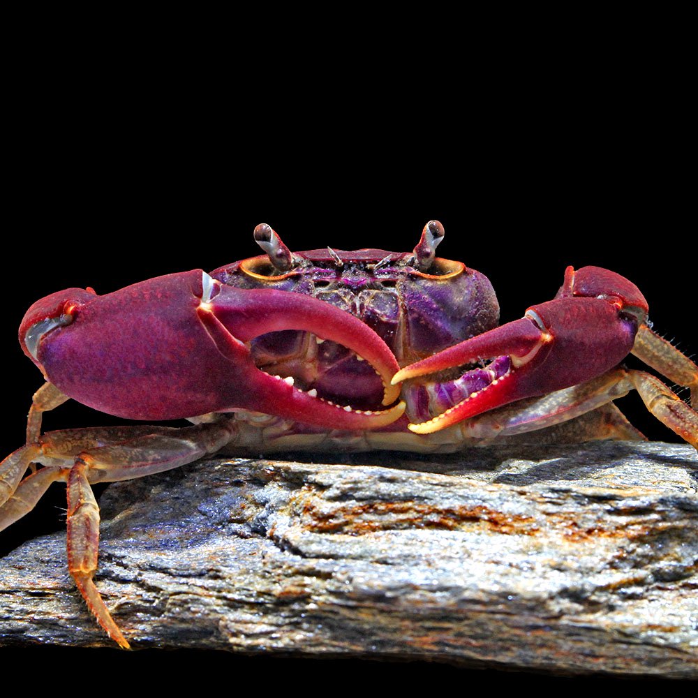 （エビ・カニ）インドサワガニ（１ペア）　ＣＲＣ13―84―20―20―00