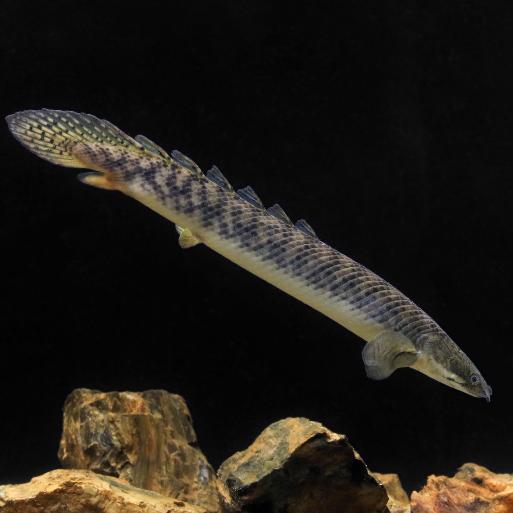 （熱帯魚）ポリプテルス・パルマス・ポーリー　Ｌサイズ（約２１ー２５ｃｍ）（ワイルド）（１匹）　北海道・九州航空便要保温　ＣＲＣ13―56―20―00―00
