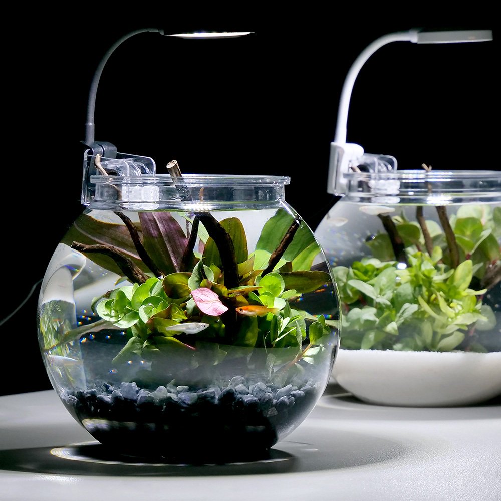 （めだか）（水草）お手軽メダカリウムセット　Ｓ　ブラック　説明書付き　本州四国限定　ＣＲＣ10―11―03―10―10