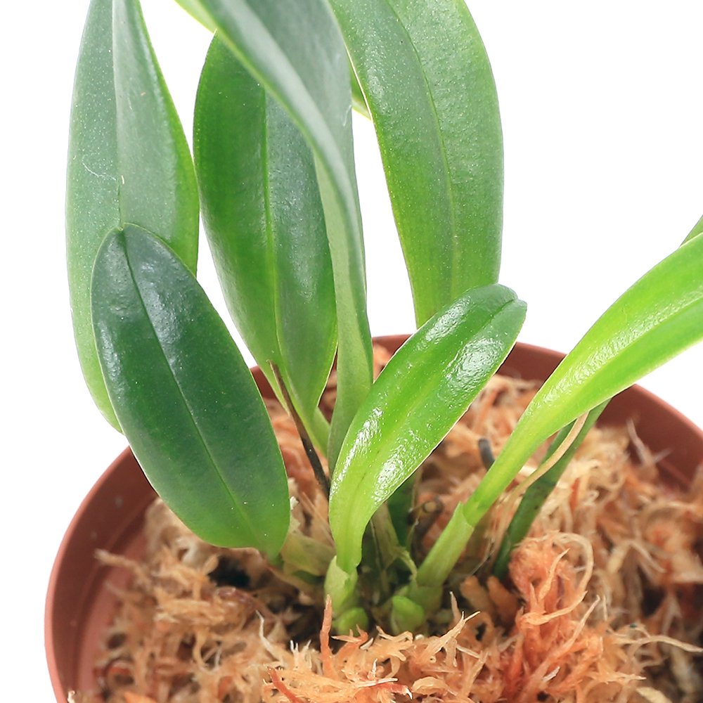 （テラリウム）洋ラン　マスデバリア　アンプレクサ（１ポット）　ＣＲＣ12―88―30―00―00 5,195円