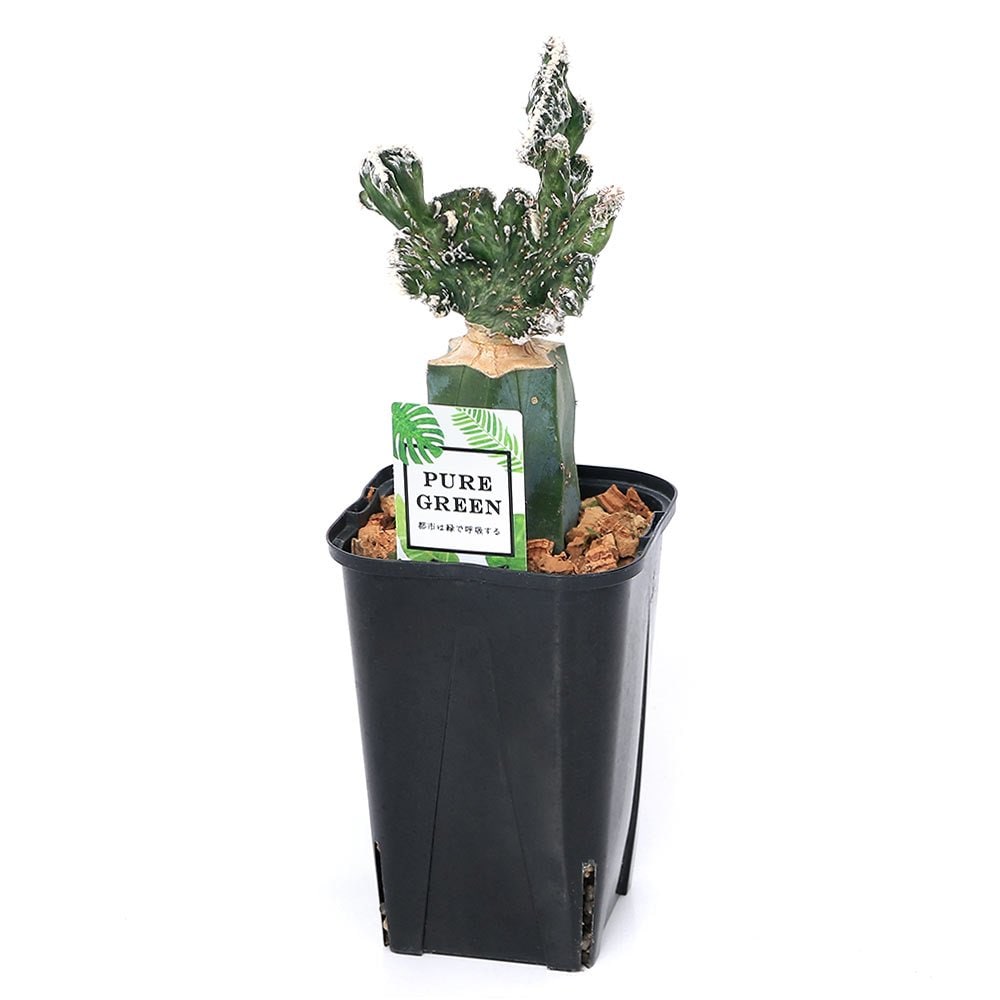 （多肉植物）サボテン　接ぎ木　モンビレア　残雪の峰　３号（１鉢）　ＣＲＣ15―62―95―00―00