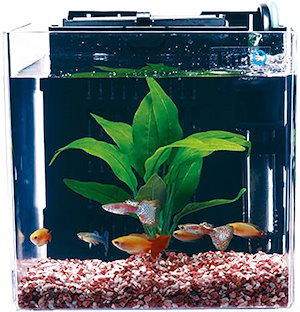 テトラ (Tetra) スマート熱帯魚飼育セットSP-17TF (水槽容量 5L) 水槽 アクアリウム サカナ