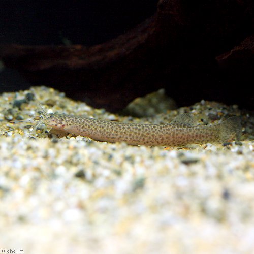 （熱帯魚）クーリー・キャット（１匹）　北海道航空便要保温　ＣＲＣ13―46―00―00―00