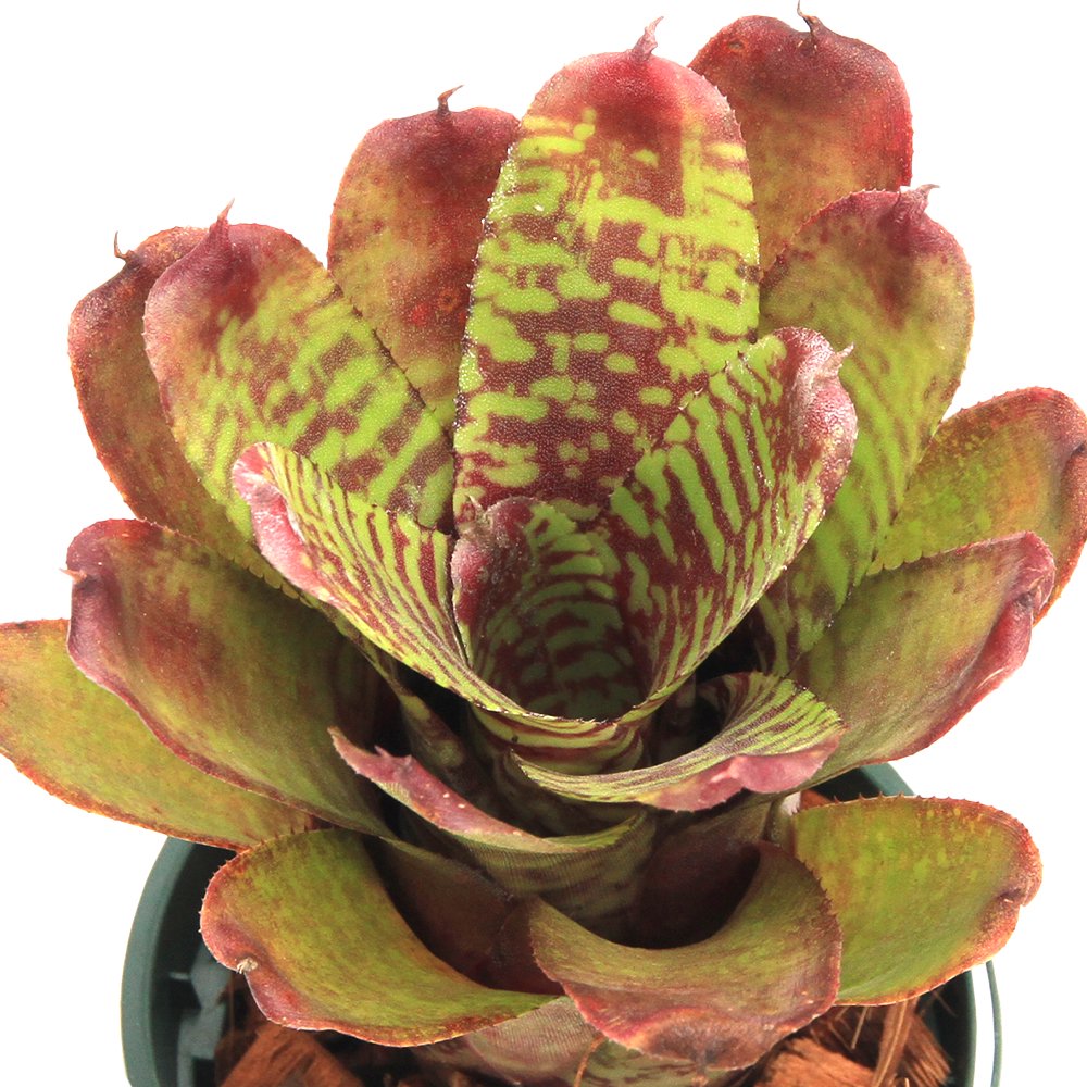 （観葉植物）ネオレゲリア　’ゴールデンフェザント’　タイ産　発根管理中　３号（１鉢）タンクブロメリア　ＣＲＣ15―30―20―22―00