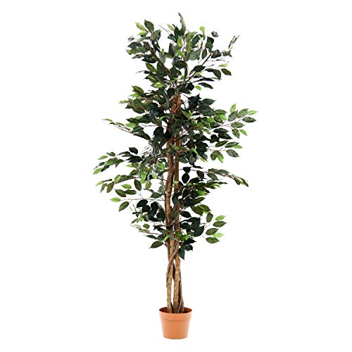 不二貿易 観葉植物 フィカス A 高さ150cm グリーン 52661