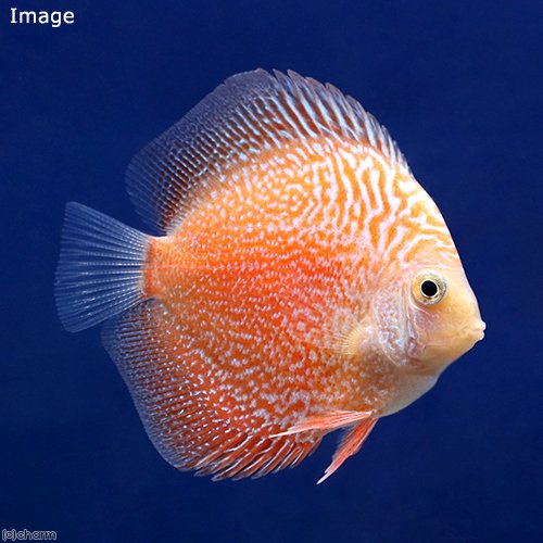 （熱帯魚）ルビースネークピジョン・ディスカス（Ｓサイズ）（３匹）　北海道・九州航空便要保温　ＣＲＣ13―31―10―00―00