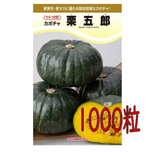 カネコ種苗　栗五郎　南瓜　１０００粒