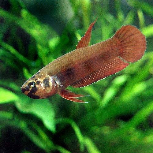 （熱帯魚）ベタ・ルブラ（ワイルド）（１ペア）　北海道・九州航空便要保温　ＣＲＣ13―32―08―00―00