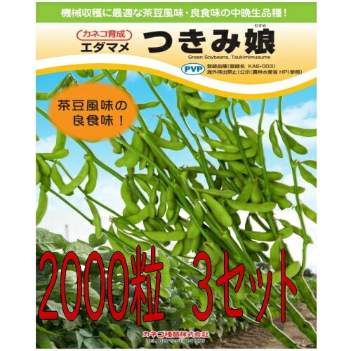 カネコ種苗 枝豆 つきみ娘 2000粒　種子　3個セット