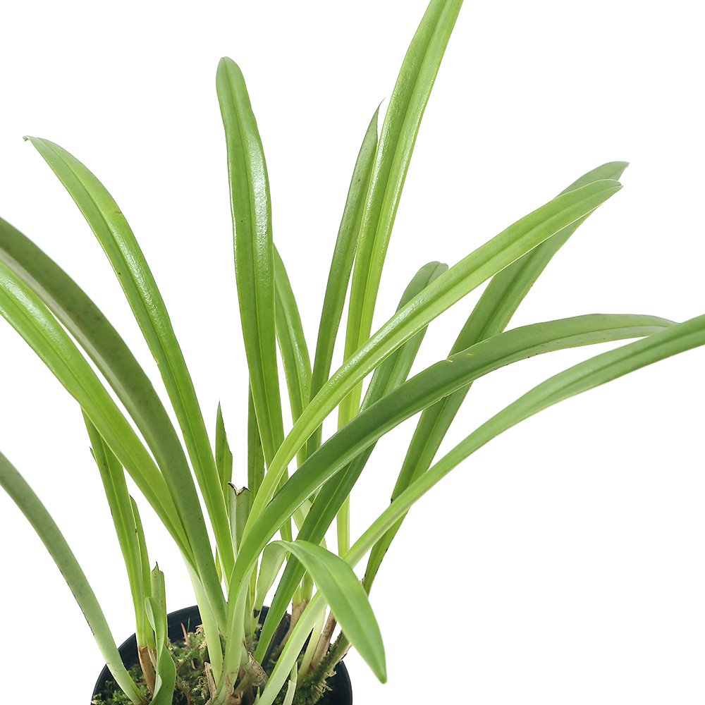 （観葉植物）洋ラン　モンキーオーキッド　ドラクラ　シミア　ブラック　２．５ー３号（１ポット）　ＣＲＣ15―63―45―00―00