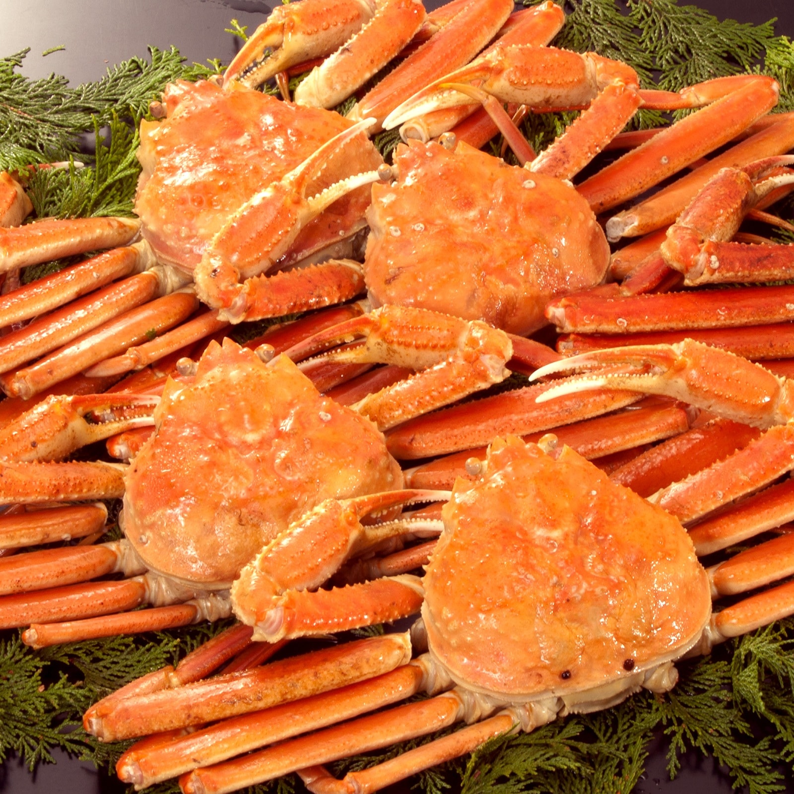 北海道産ボイル大ズワイ姿 総重量:4.5kg(正味4ｋｇ)